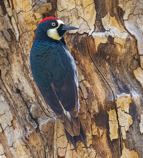 acorn woodpecker2 low res