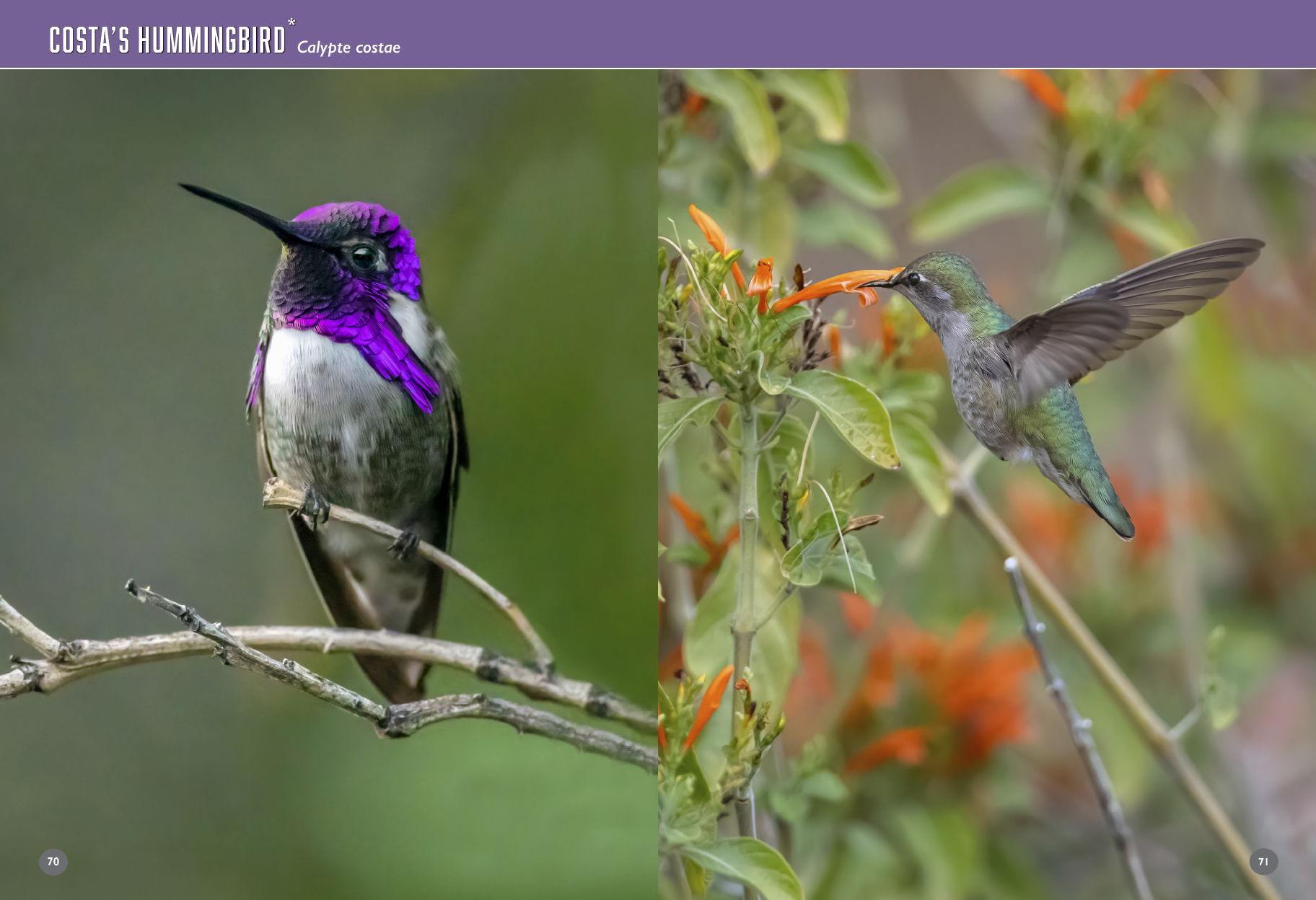 arizona birds book hummingbirds 86 87