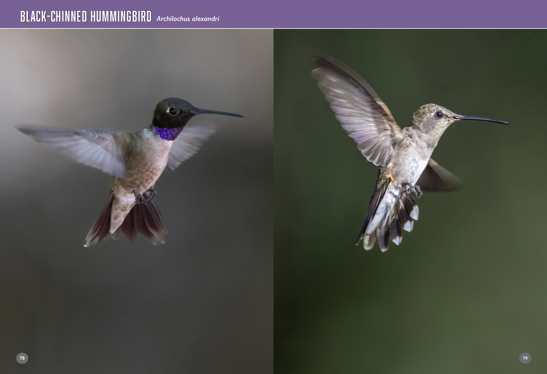 arizona birds book hummingbirds 94 95