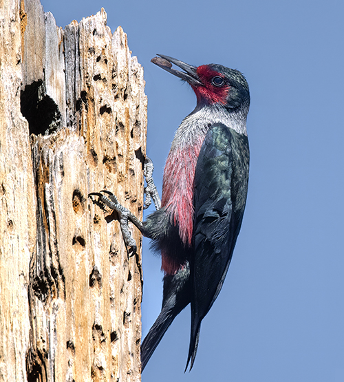 lewiss woodpecker low res