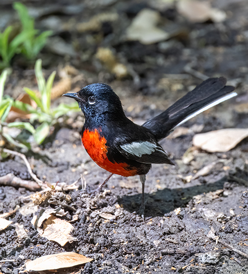 painted redstart low res