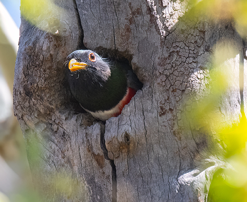 trogon